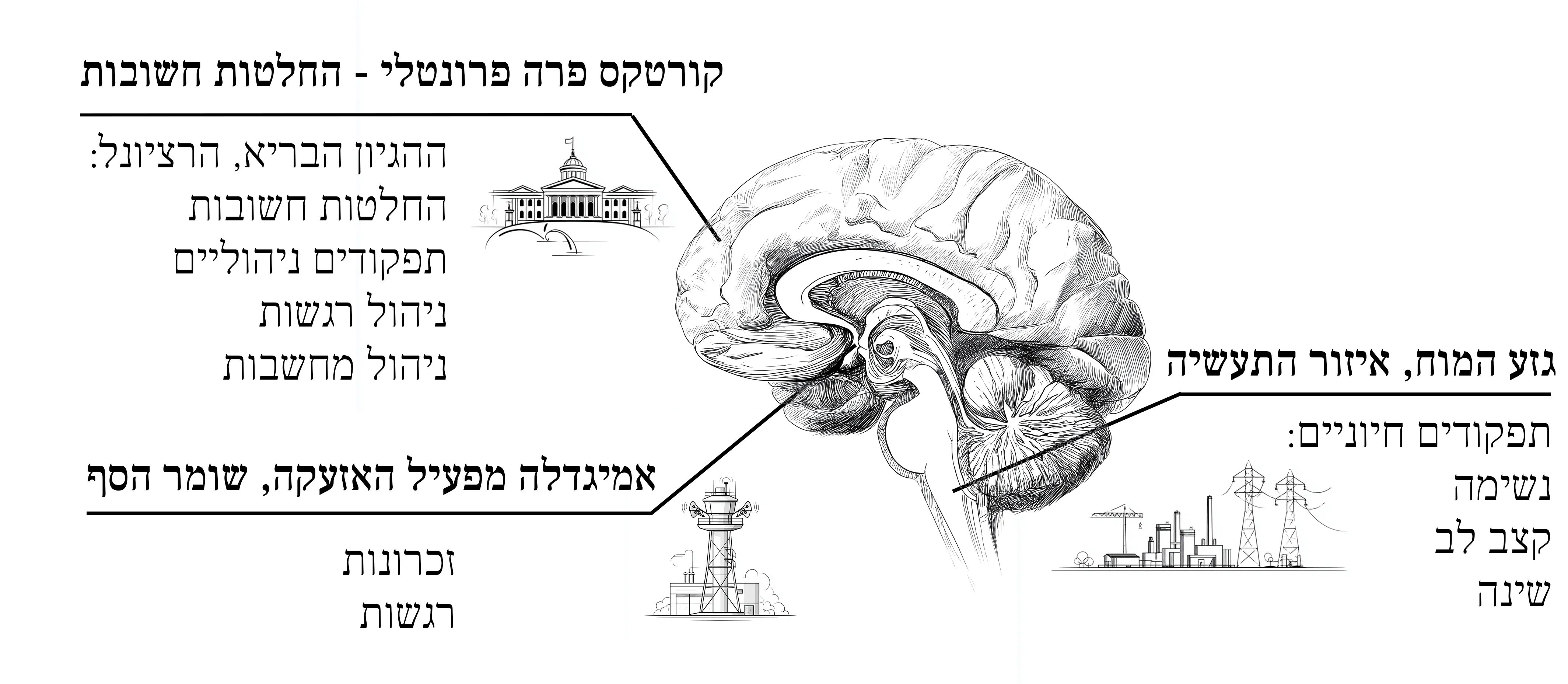 איור מתוך הספר: חלקי המוח ותפקידם - קורטקס פרה-פרונטלי, אמיגדלה וגזע המוח